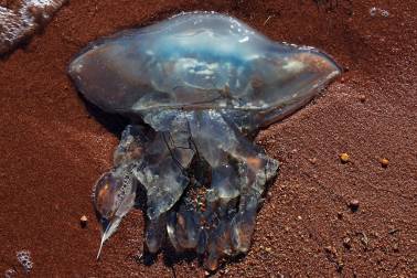 Bild: Alien