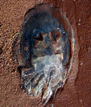 Bild: Phantom-der-Oper