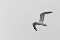 Ein-erstes-Moewenbild.jpg_ALT