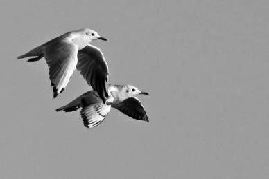 Bild: Moewen-Doppeldecker