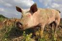 Lucky-das-Schwein.jpg_ALT
