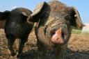 Schweinchen.jpg_ALT