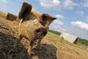 Schweine-Glueck.jpg_ALT
