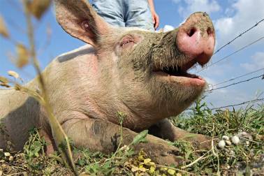 Bild: Das-Schwein-Lucky