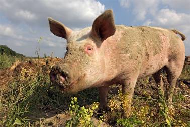 Bild: Lucky-das-Schwein