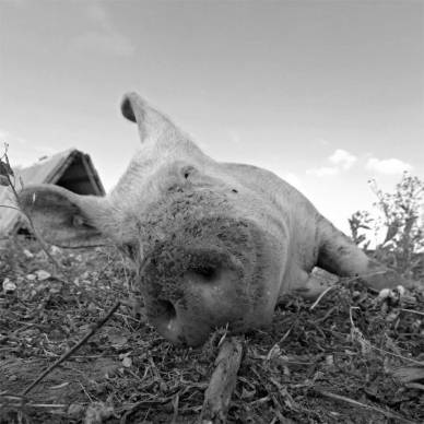 Bild: Lucky-ist-erschoepft