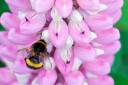 Hummel-auf-Bluete.jpg_ALT